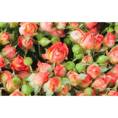 Seedling rose spray "Fiesta Babble", tube, 1 pc, spring 2025