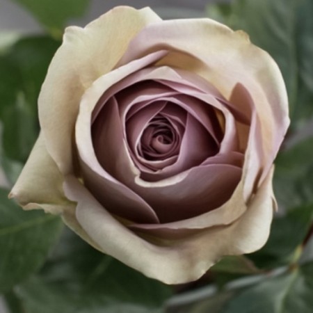 Seedling rose amnesia, tea-hybrid tea, pot 2 l., Summer 2024