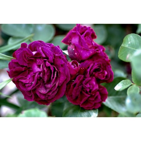 Seedling rose English park "prince", tube, 1 pc, spring 2025