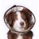 Veterinary Elizavetinsky collar OSSO, S (neck camshaft 32-40 cm), mix