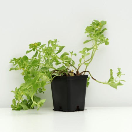 Kamchatka cleaning, P9 pot (readiness June), 1 pc, spring 2024-1
