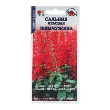 Salvia flowers 