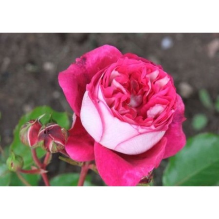 Sahenian Rosa Tea-Hybride "Maxim", 1 pc, spring 2024