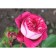 Sahenian Rosa Tea-Hybride "Maxim", 1 pc, spring 2024