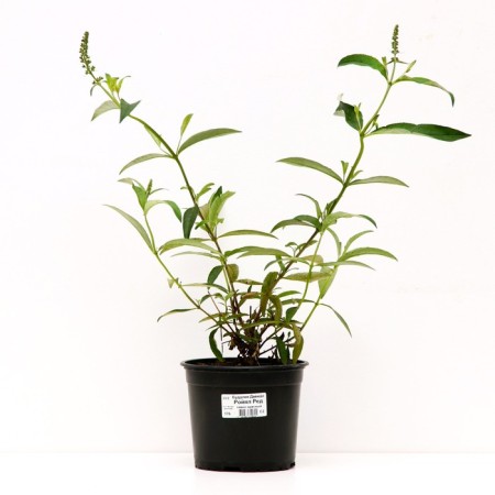 Buddlaya David Royal Red, C2 pot, H10-50 height, 1 pc, summer 2024
