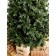 Artificial spruce Green Trees "Grazio", premium, 180 cm