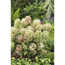 Sharp hydrangea blizzard 