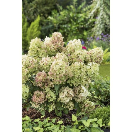 Sharp hydrangea blizzard "Petite Star", P8 pot, summer 2024