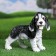 Garden Figure "Puppy Cocker Spaniel Black and White" 30x16x24cm