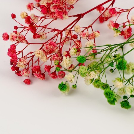 Set of dried flowers "gypsophiles"-2
