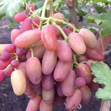 Grapes seedling 