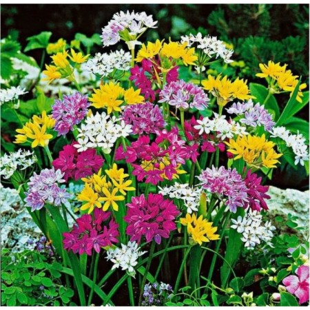 Onion decorative mixture of colors, 5/6 rr, 10 pcs, 30-40 h (cm), autumn 2024