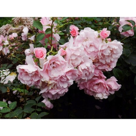 Rose Floribunda Bonica, C3.5 pot, H25-45 Height, 1 pc, summer 2024