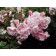 Rose Floribunda Bonica, C3.5 pot, H25-45 Height, 1 pc, summer 2024