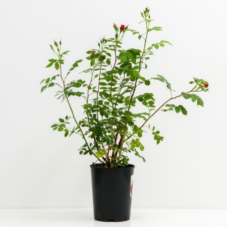 Rose Canadian Park Adelaide Khudles, C3.5 pot, H25-45 height, 1 pc, summer 2024-1
