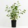 Rose Canadian Park Adelaide Khudles, C3.5 pot, H25-45 height, 1 pc, summer 2024
