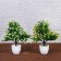 Bonsai in the pot "Small flowers" 9x25 cm, mix