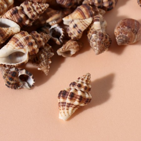 Natural decorative shells "Zebra" set 100 grams-2