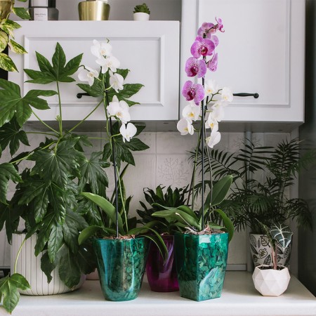 Pot for orchids, 2 l, 12.5 × 19.5 cm, plastic, transparent-turquoise-3
