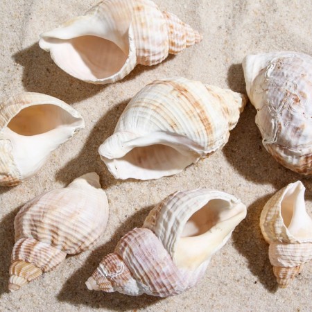 Set of shells Horse Conch, 100 g-1
