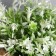 Bonsai in the pot "Garden Paradise" bells, 11x20 cm, mix