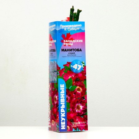 Seedling rose Spray "Manitoba", 1 pc, spring 2024-1