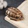 Press - papier "grenade lies" bronze, 9cm