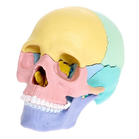 Set for experiments "Human Skull", anatomical model-7