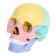 Set for experiments "Human Skull", anatomical model