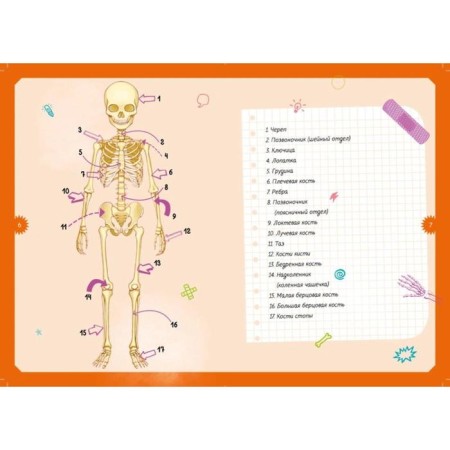 Interactive children's encyclopedia with magnets "Human Body" (in the box)-4