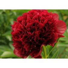 PION Milk -flowered red grace, C3 pot, 1 pc, summer 2024