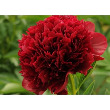 PION Milk -flowered red grace, C3 pot, 1 pc, summer 2024