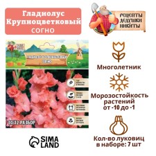 Гладиолус Крупноцветковый "Берлускони", р-р 8/10, 7 шт,