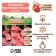 Gladiolus large-flowered "Berlusconi", rr 8/10, 7 pcs,