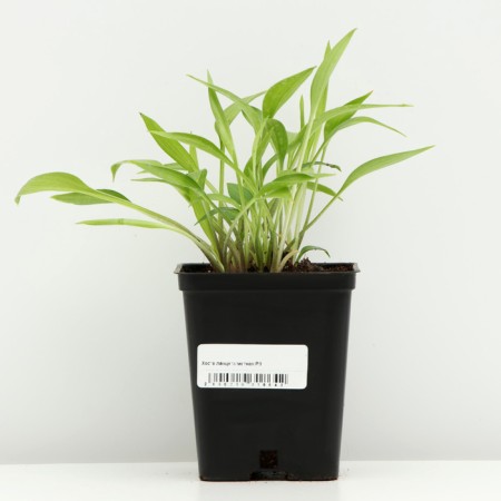 Khosta lanceolate, P9 pot, 1 pc, spring 2024-2