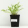 Khosta lanceolate, P9 pot, 1 pc, spring 2024