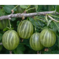 Gooseberries malachite, c2 pot, n20-40 height, 1 pc, summer 2024
