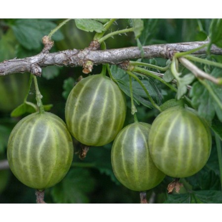 Gooseberries malachite, c2 pot, n20-40 height, 1 pc, summer 2024