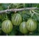 Gooseberries malachite, c2 pot, n20-40 height, 1 pc, summer 2024