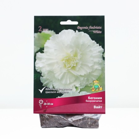 Begonia fringe White, rr 4/5, 2 pcs, spring 2024