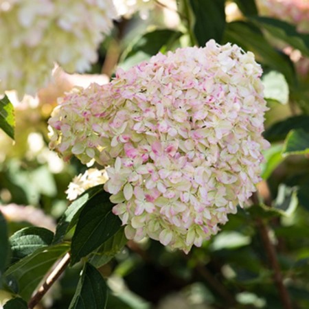 Hydrangea blizzard Patio Lux "Cotton Crime", 1 pc, tube, spring 2025-2