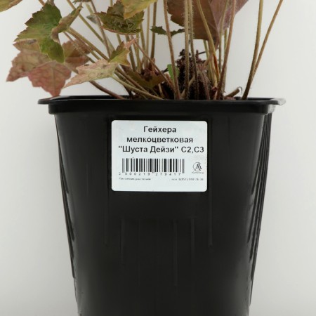 Heeher small -flowered "Shusta Daisy", pot C3, 1 pc, Spring 2024-3