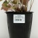 Heeher small -flowered "Shusta Daisy", pot C3, 1 pc, Spring 2024