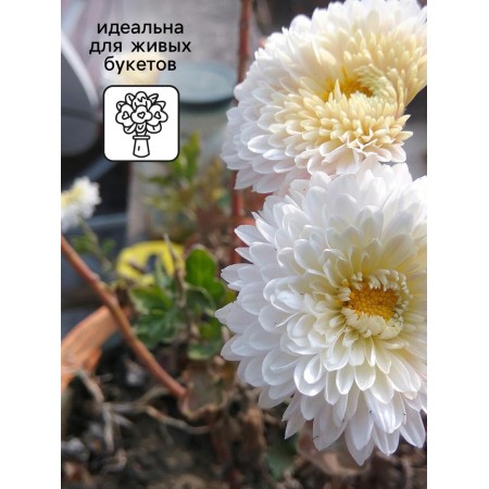 Seeds Astra Princess Korin 0.3g*-3