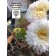 Seeds Astra Princess Korin 0.3g*