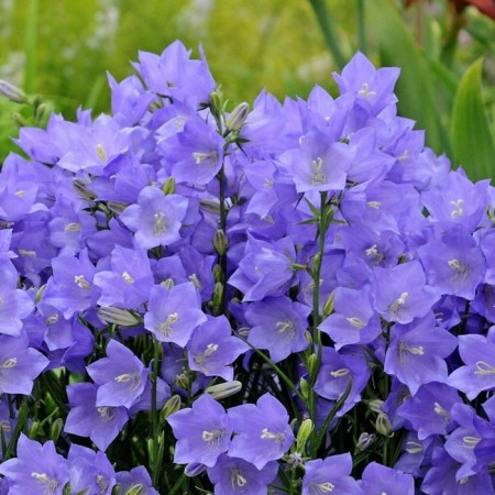 Persian bell Erlion Dip BLU, Rr. I, 1 pc, spring 2025