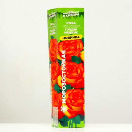Seedling rose tea-hybrid Golden Medzhik, 1 pc, spring 2024-1