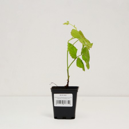 Sahenian Ezhemalina "Loganberry", P9 pot, summer 2024-2