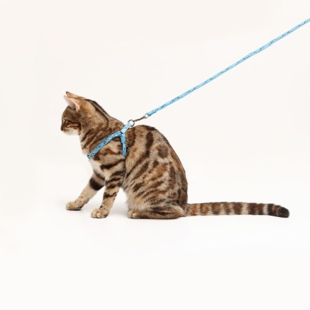 Set "Dogs", leash 120 x 1 cm, og 23-35 cm, blue-7