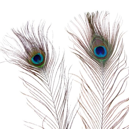 Feather of peacock for decor, set 2 pcs., Size 1 pc. - from 40 to 50 cm-6